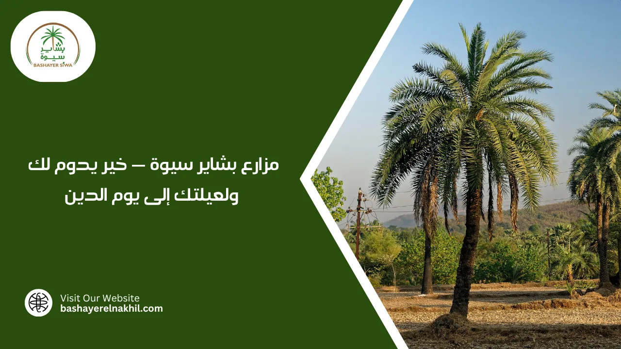 مزارع بشاير سيوة — خير يدوم لك ولعيلتك إلى يوم الدين