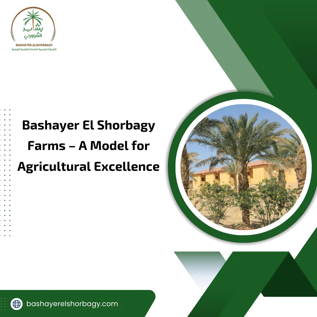Bashayer El Shorbagy Farms – A Model for Agricultural Excellence