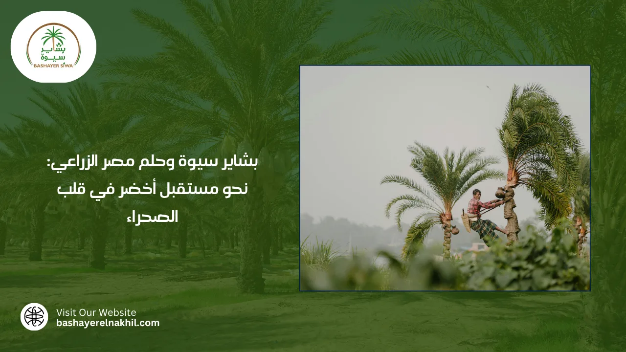 بشاير سيوة وحلم مصر الزراعي: نحو مستقبل أخضر في قلب الصحراء