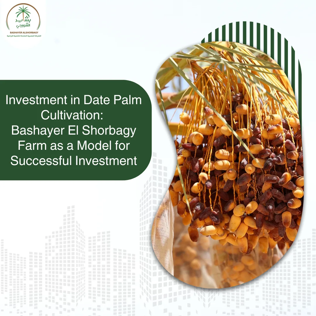 Bashayer El Shorbagy Farm as a Model for Successful Investment