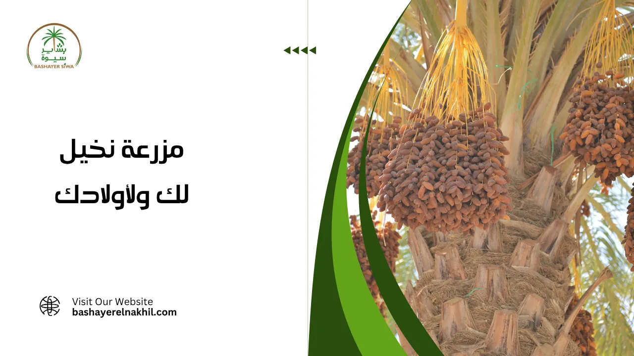 مزرعة نخيل لك ولأولادك