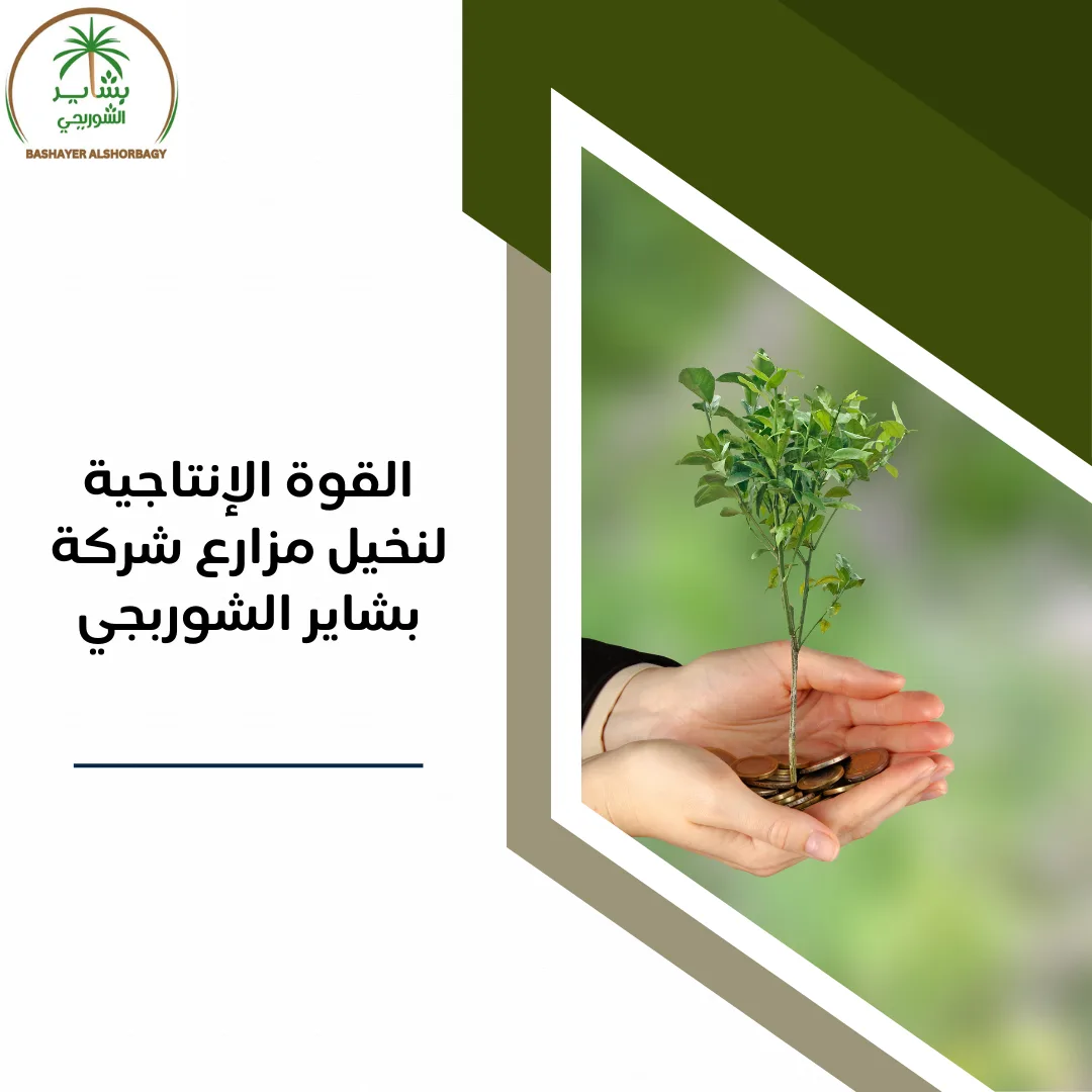 القوة الإنتاجية لنخيل مزارع شركة بشاير الشوربجي
