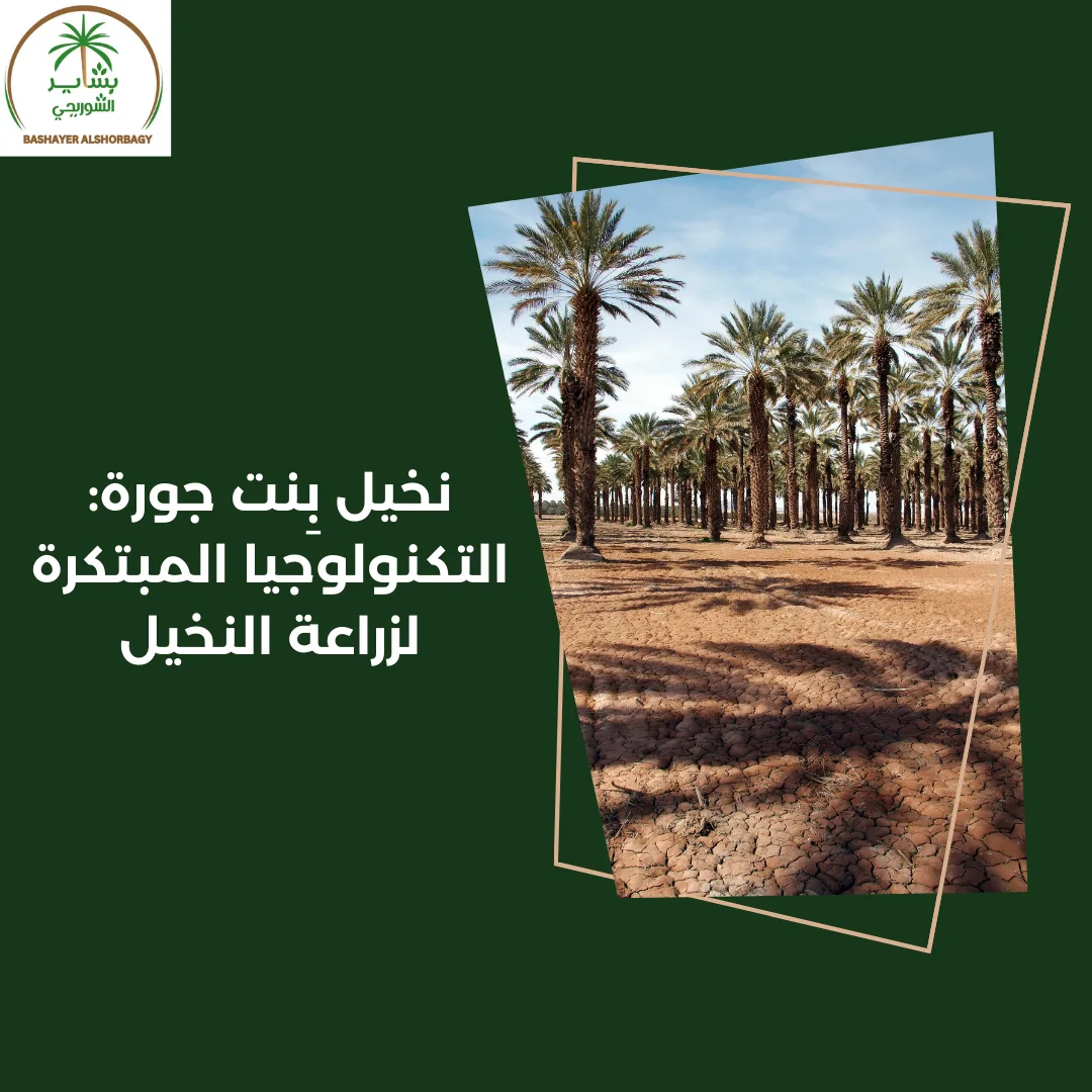 “نخيل بِنت جورة: التكنولوجيا المبتكرة لزراعة النخيل”