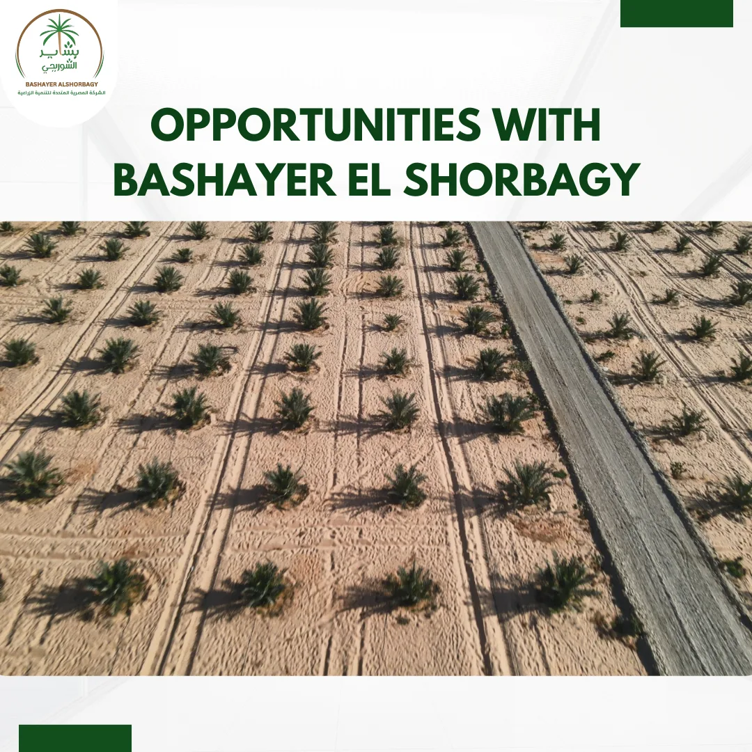 Opportunities with Bashayer El Shorbagy