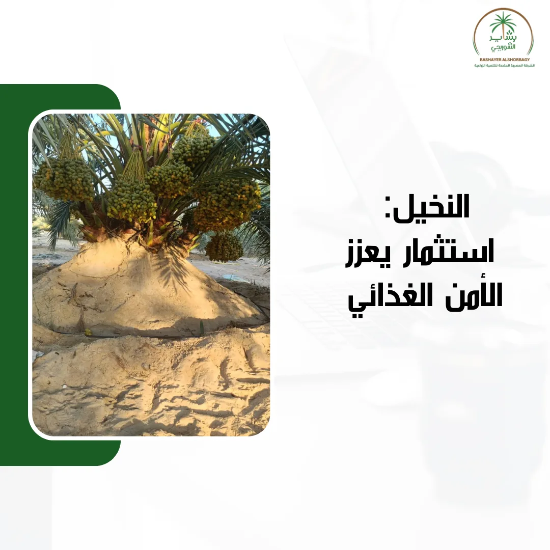 القوة الإنتاجية لنخيل مزارع شركة بشاير الشوربجي
