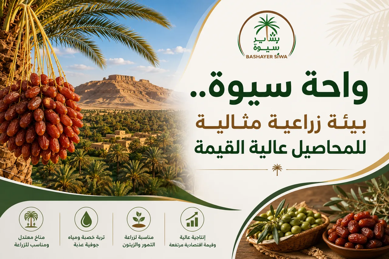 واحة سيوة.. بيئة زراعية مثالية للمحاصيل عالية القيمة