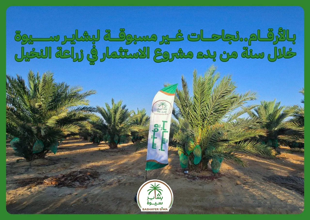 بالأرقام..نجاحات غير مسبوقة لبشاير سيوة خلال سنة من بدء الاستثمار في زراعة النخيل