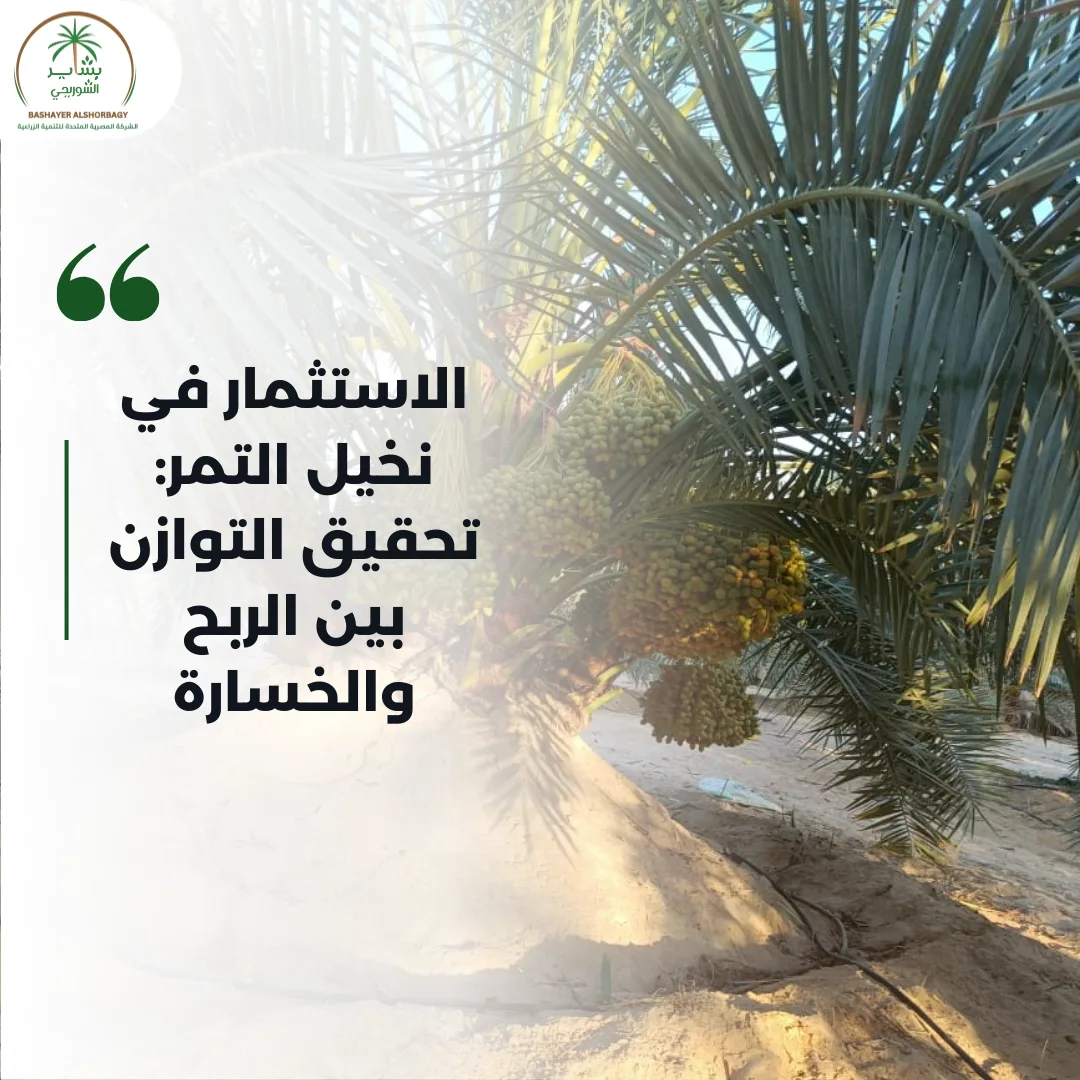 الاستثمار في نخيل التمر: تحقيق التوازن بين الربح والخسارة