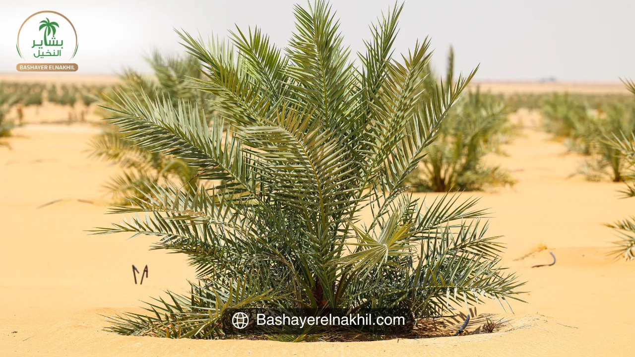 Bashayer El-Nakhil: A Model for Agricultural Innovation
