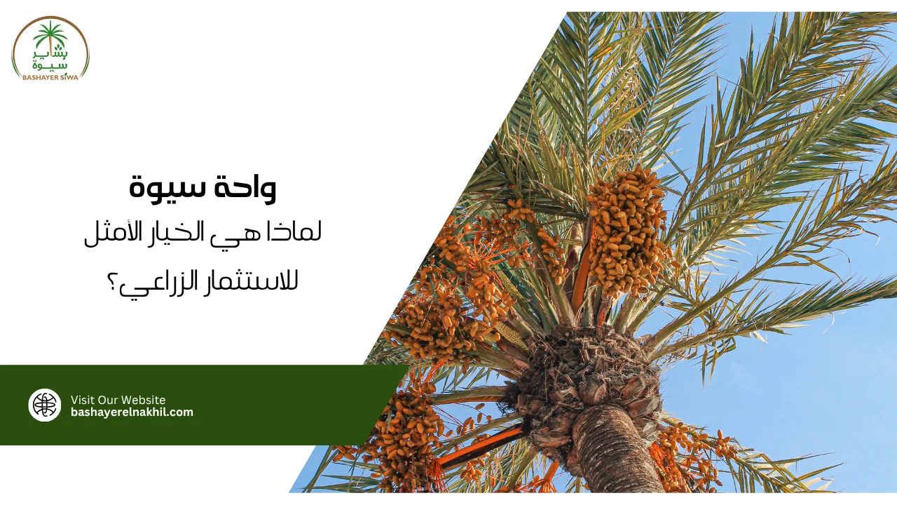 واحة سيوة.. لماذا هي الخيار الأمثل للاستثمار الزراعي؟