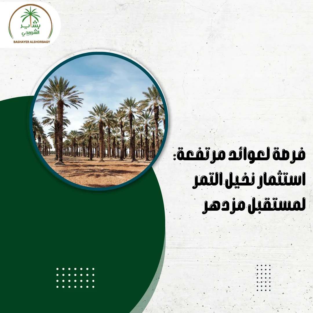 فرصة لعوائد مرتفعة: استثمار نخيل التمر لمستقبل مزدهر