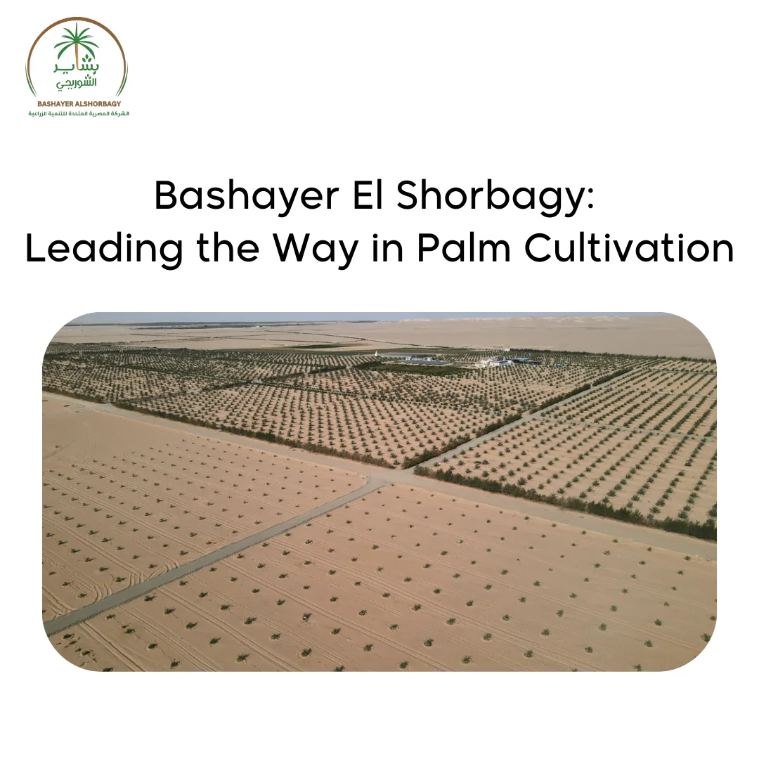 Leading the Way in Palm Cultivation