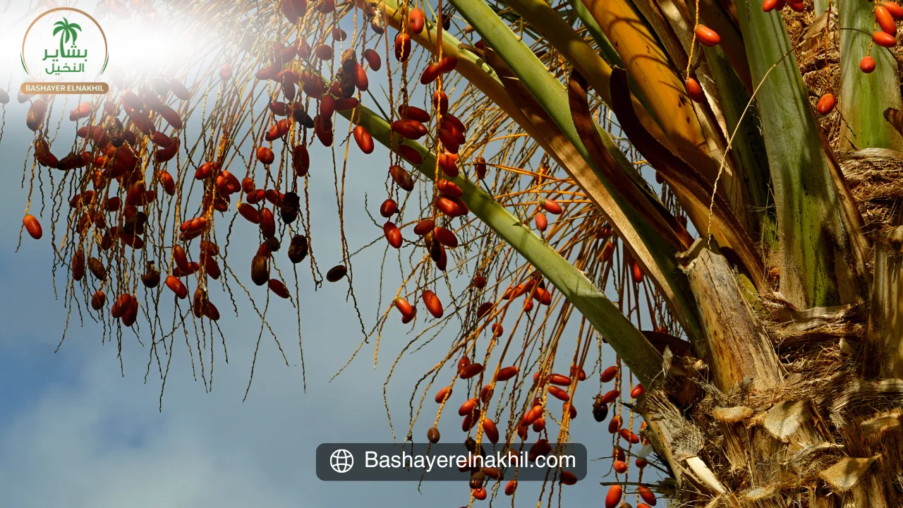 Bashayer El Nakhil: A Revolutionary Agricultural Investment Model