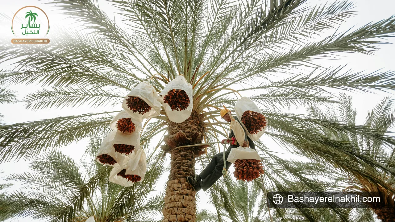 المنتجع السياحي الريفي في بشاير النخيل – تجربة فريدة في قلب واحة الفرافرة
