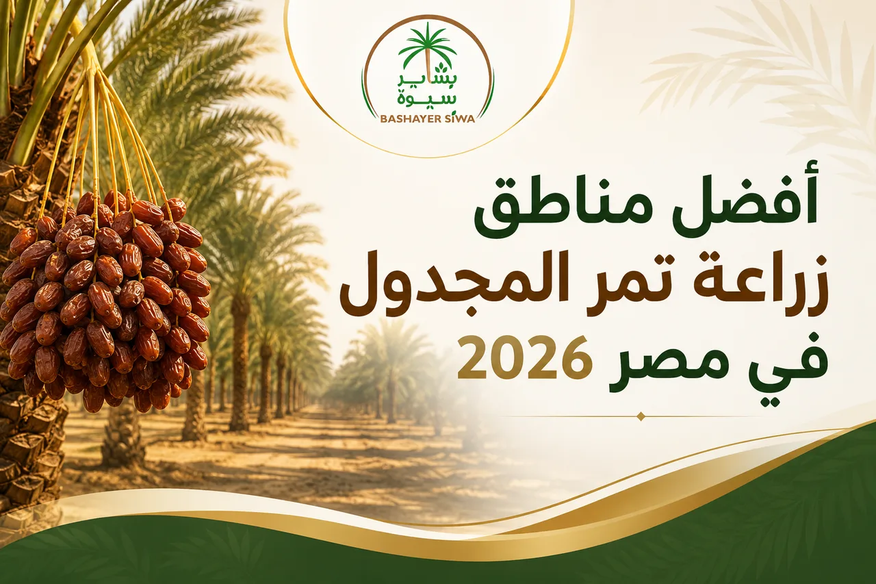 أفضل مناطق زراعة تمر المجدول في مصر 2026