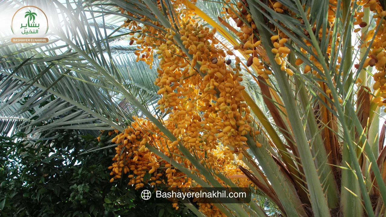 Investing in Date Palms with Bashayer Al-Nakhil