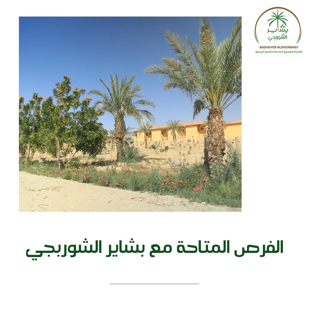 الفرص المتاحة مع بشاير الشوربجي