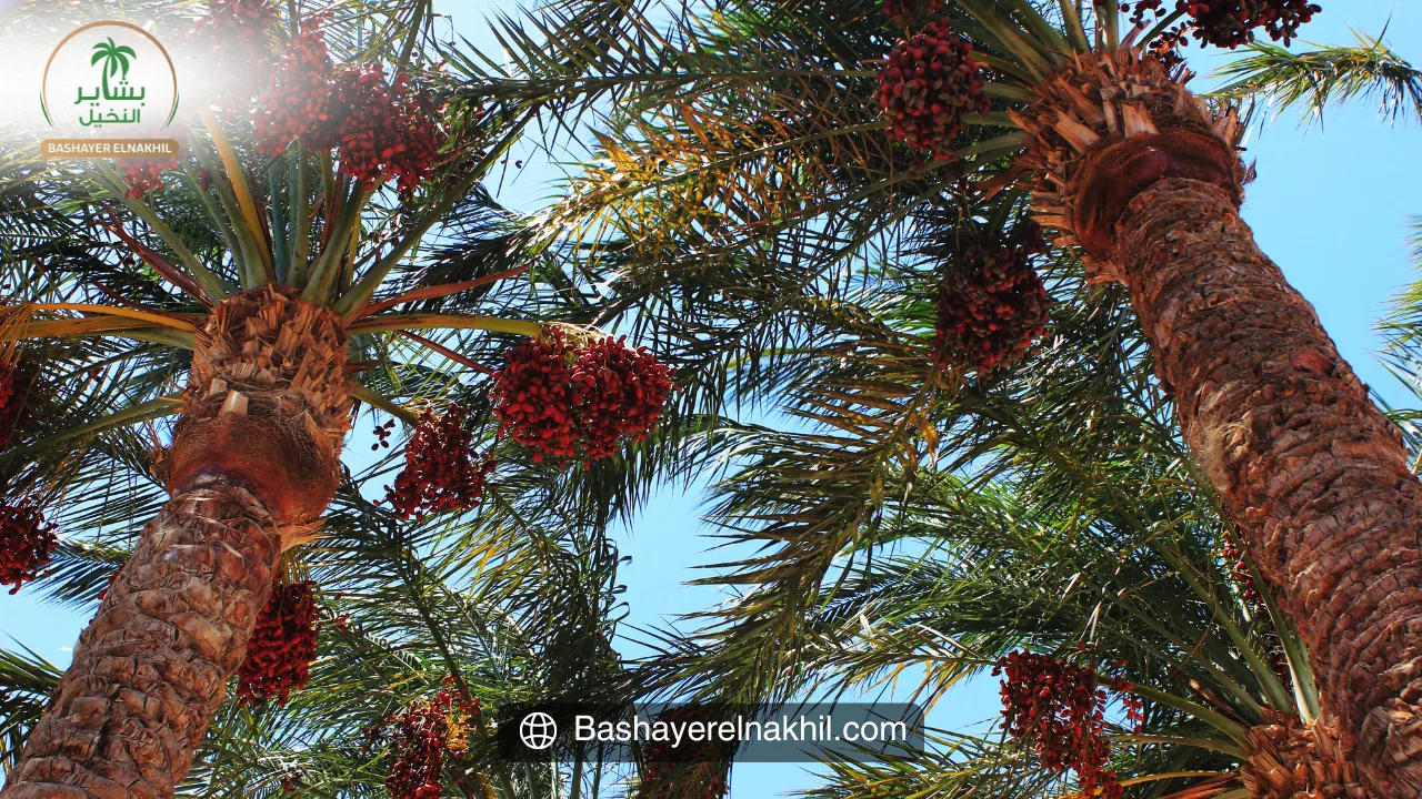 A Legacy of Wealth and Sustainability with Bashayer ElNakhil