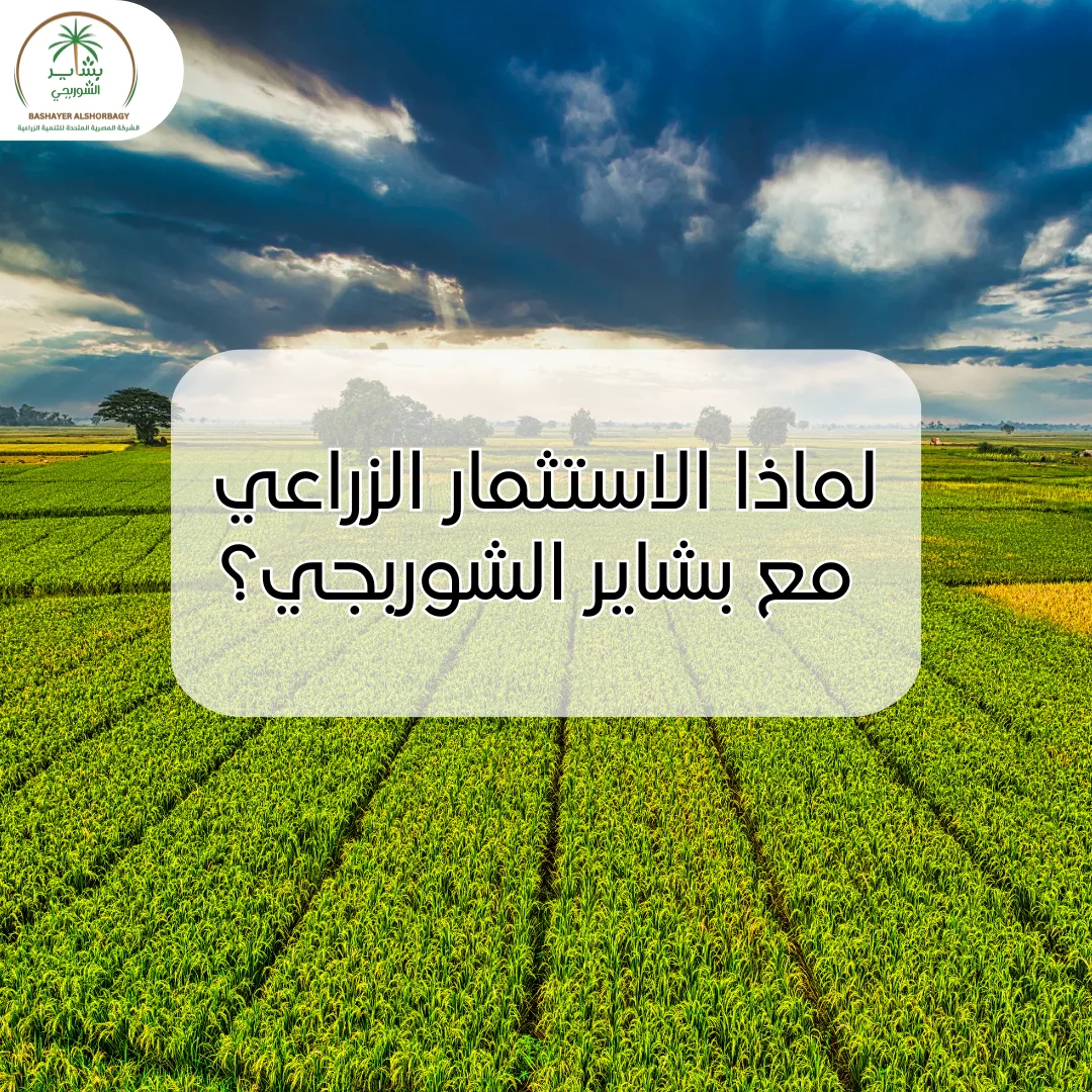 لماذا الاستثمار الزراعي مع بشاير الشوربجي؟