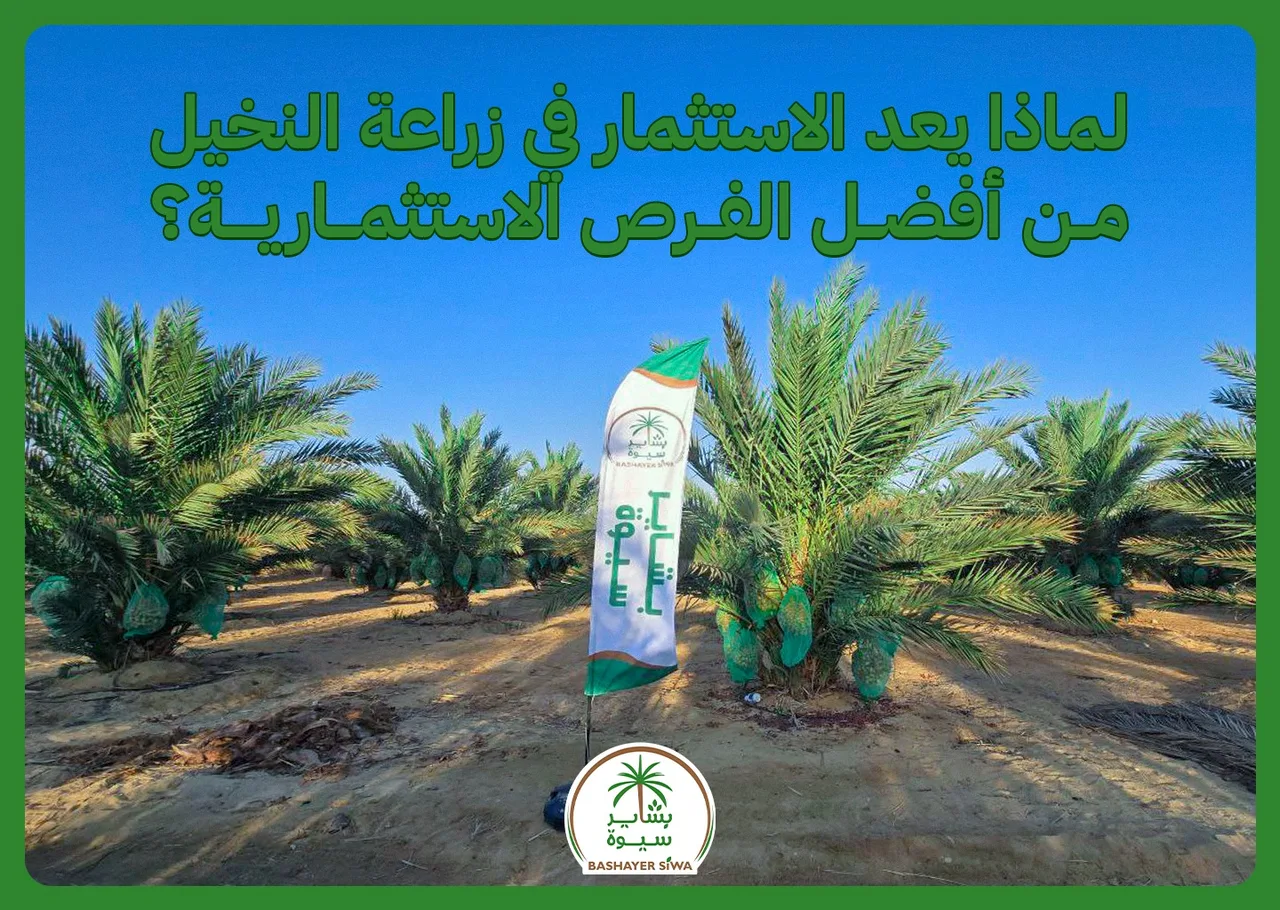 ماذا يعد الاستثمار في زراعة النخيل من أفضل الفرص الاستثمارية؟