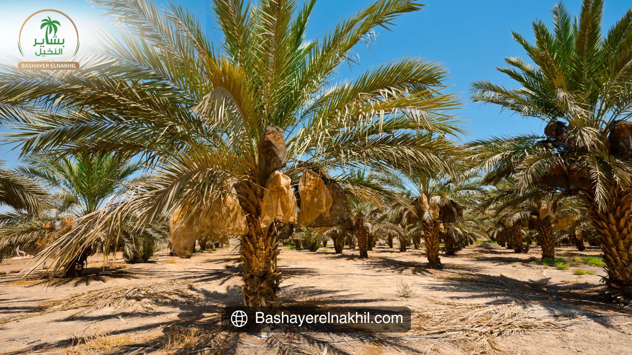 لماذا “بشاير النخيل” هو الخيار الأمثل للمستثمرين؟