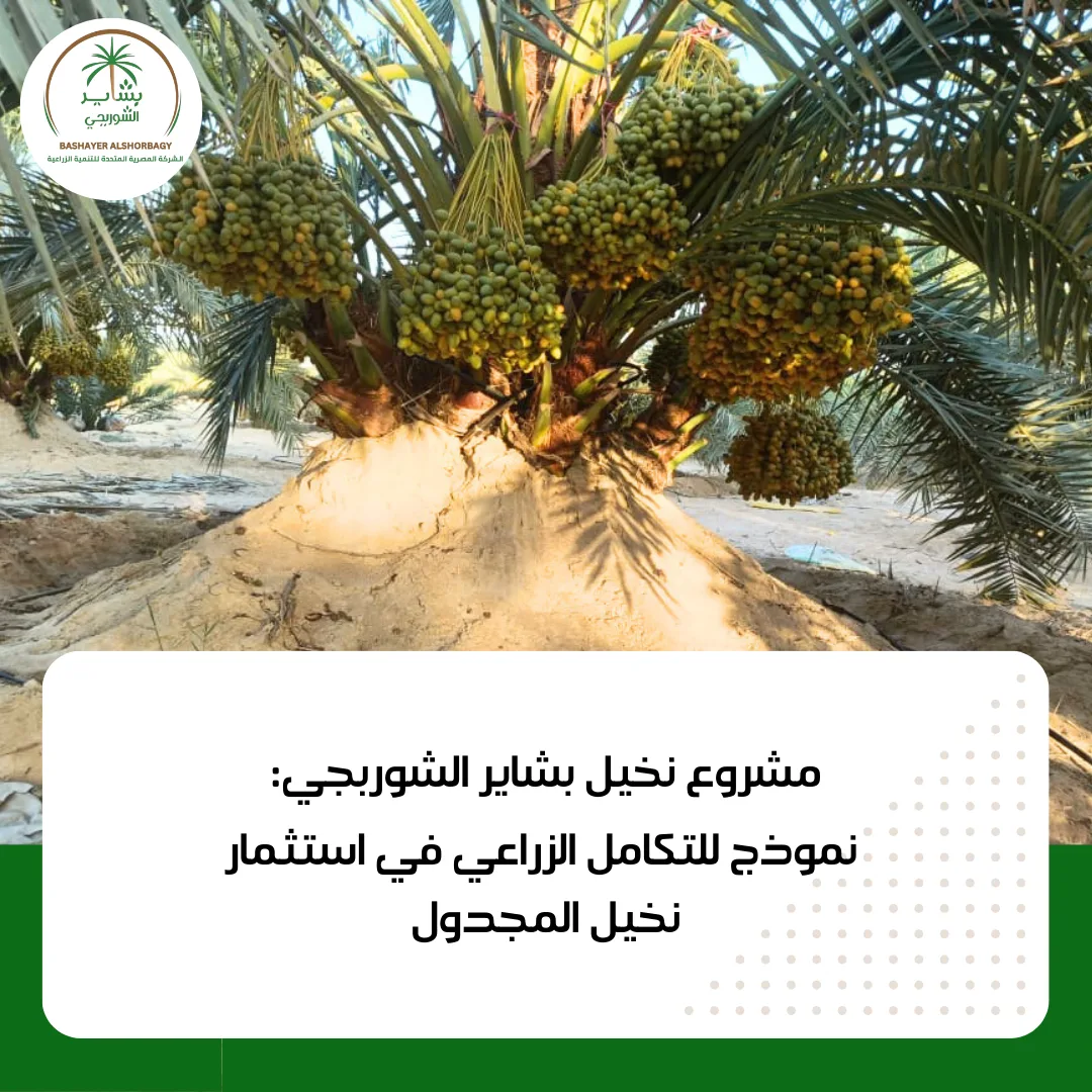 مشروع نخيل بشاير الشوربجي: نموذج للتكامل الزراعي في استثمار نخيل المجدول