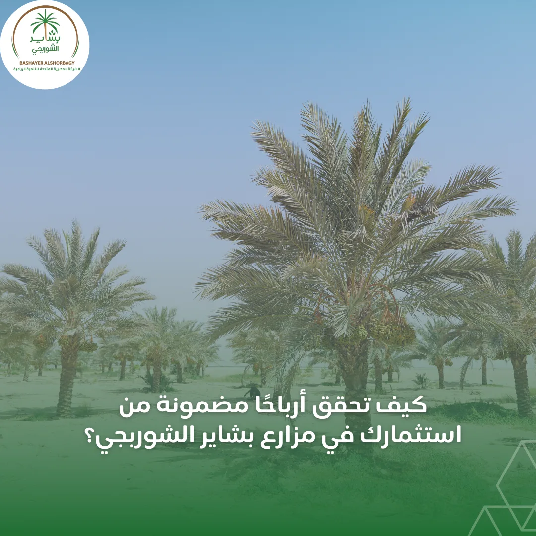 كيف تحقق أرباحًا مضمونة من استثمارك في مزارع بشاير الشوربجي؟