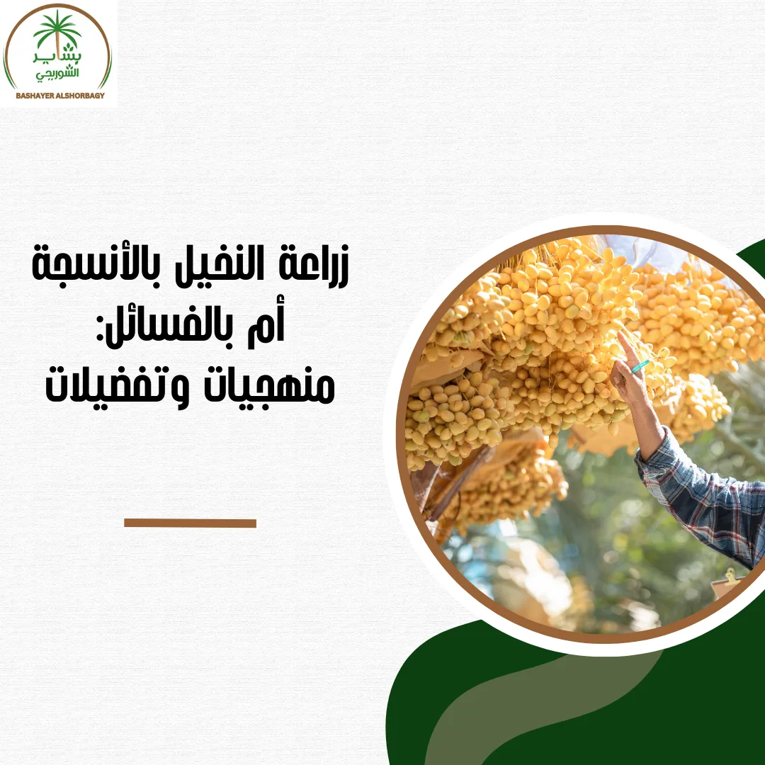 زراعة النخيل بالأنسجة أم بالفسائل: منهجيات وتفضيلات