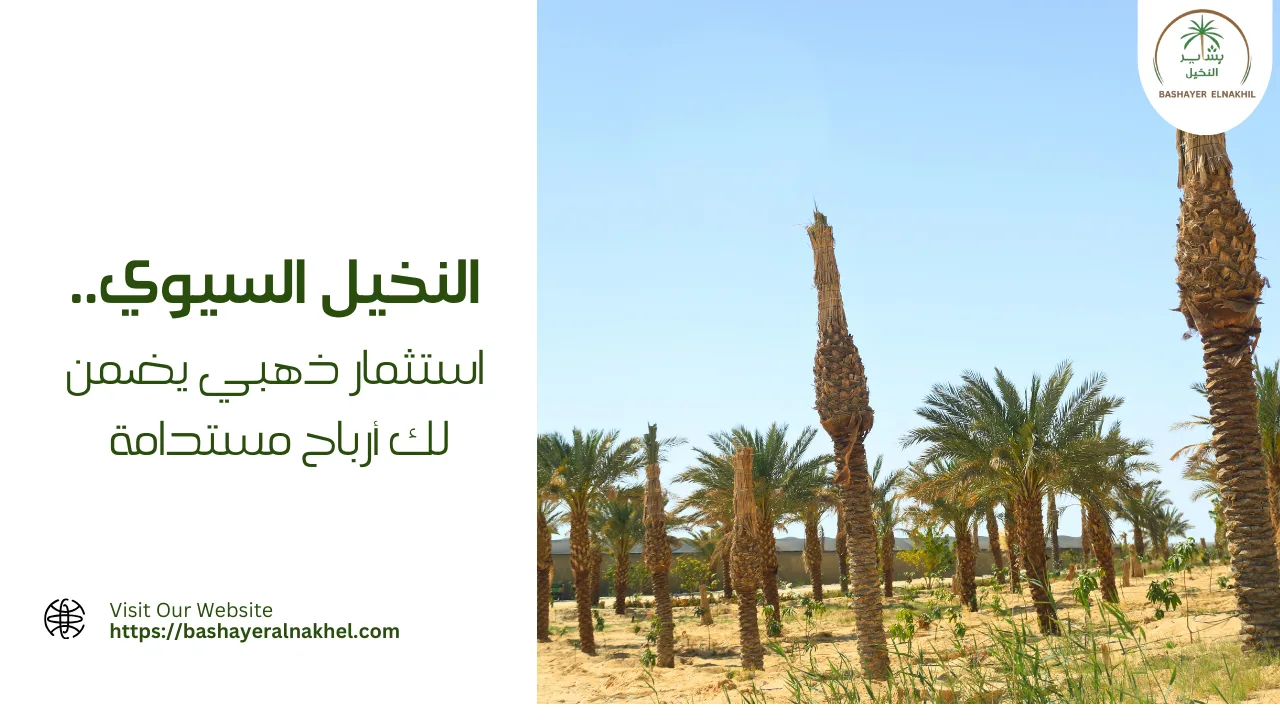 النخيل السيوي..استثمار ذهبي يضمن لك أرباح مستدامة