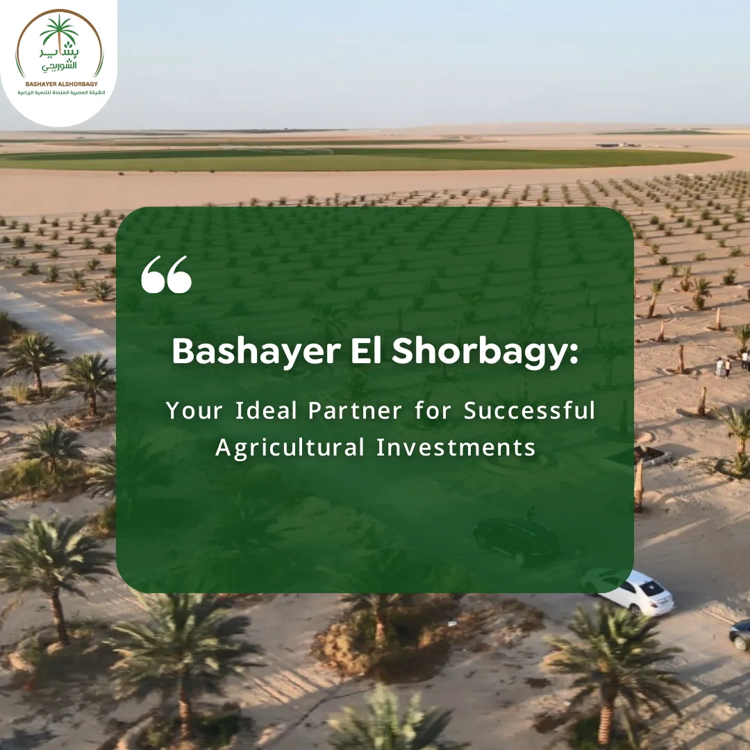 Bashayer El Shorbagy: Your Ideal Partner