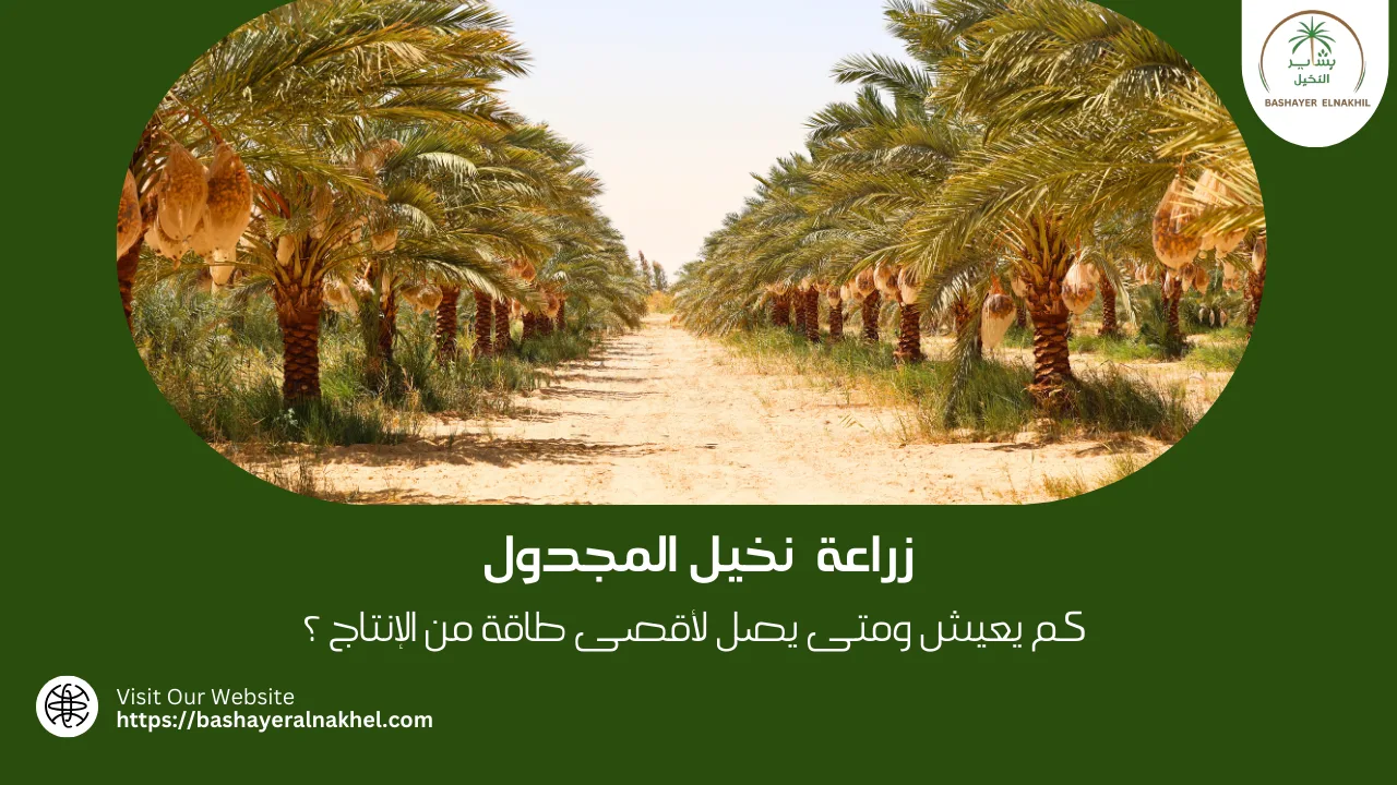 زراعة نخيل المجدول.. كم يعيش ومتى يصل لأقصى طاقة من الإنتاج ؟