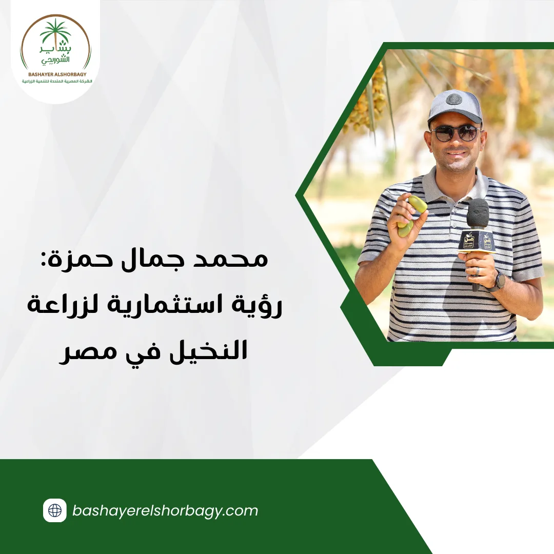 محمد جمال حمزة: رؤية استثمارية لزراعة النخيل في مصر