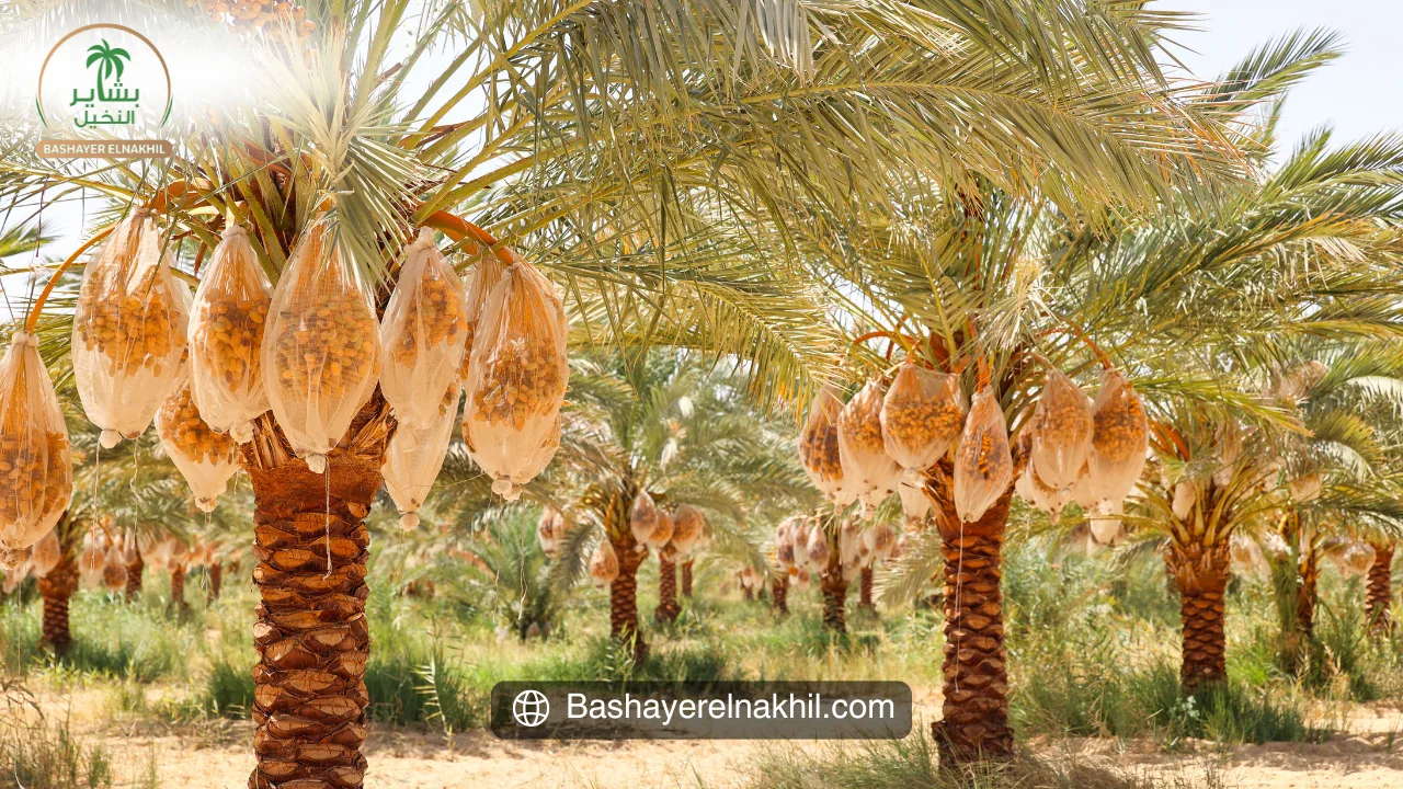 كيف يُحدث مشروع بشاير النخيل فرقًا في الاستثمار الزراعي؟