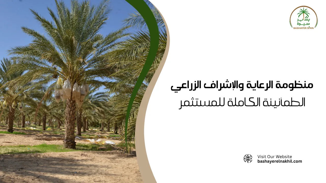 منظومة الرعاية والإشراف الزراعي.. الطمأنينة الكاملة للمستثمر
