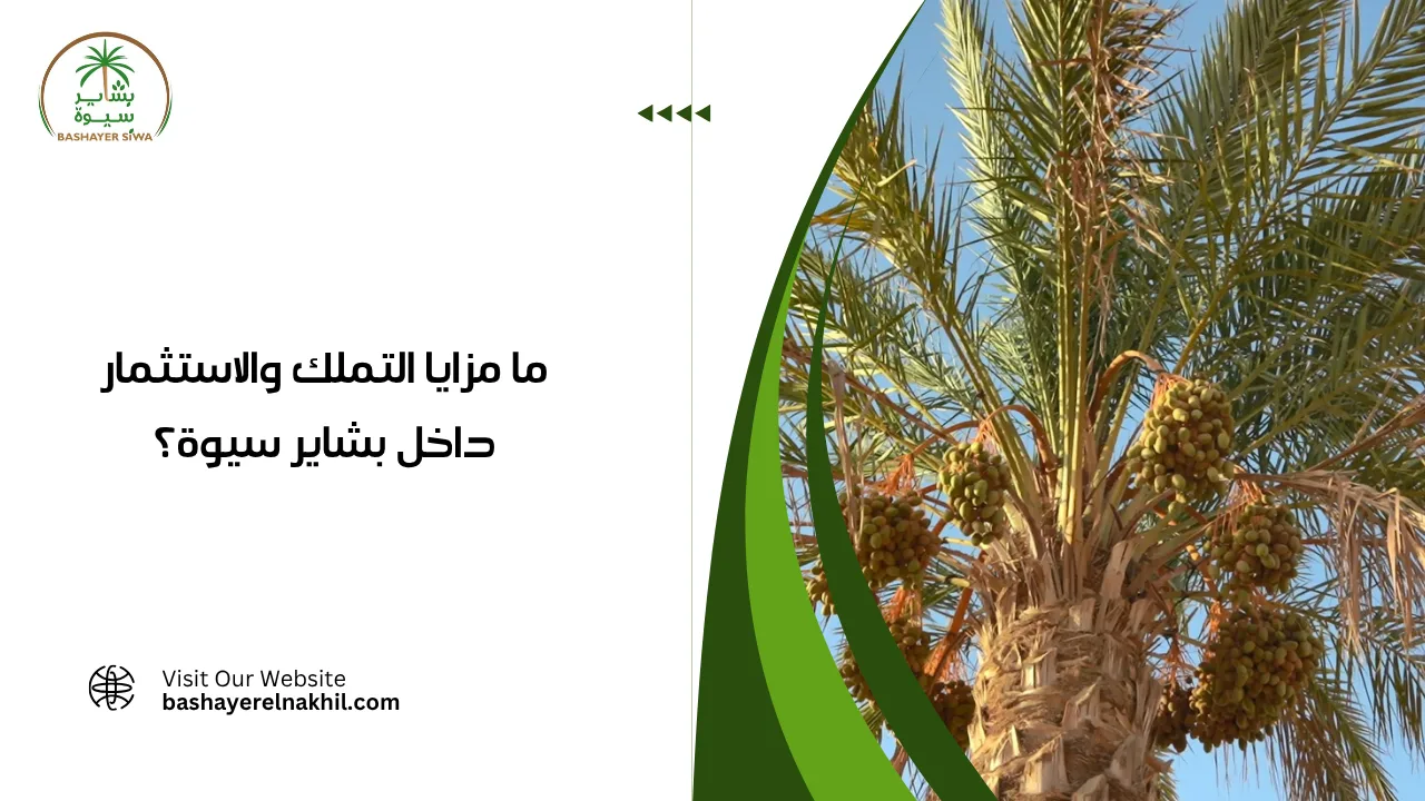 ما مزايا التملك والاستثمار داخل بشاير سيوة؟