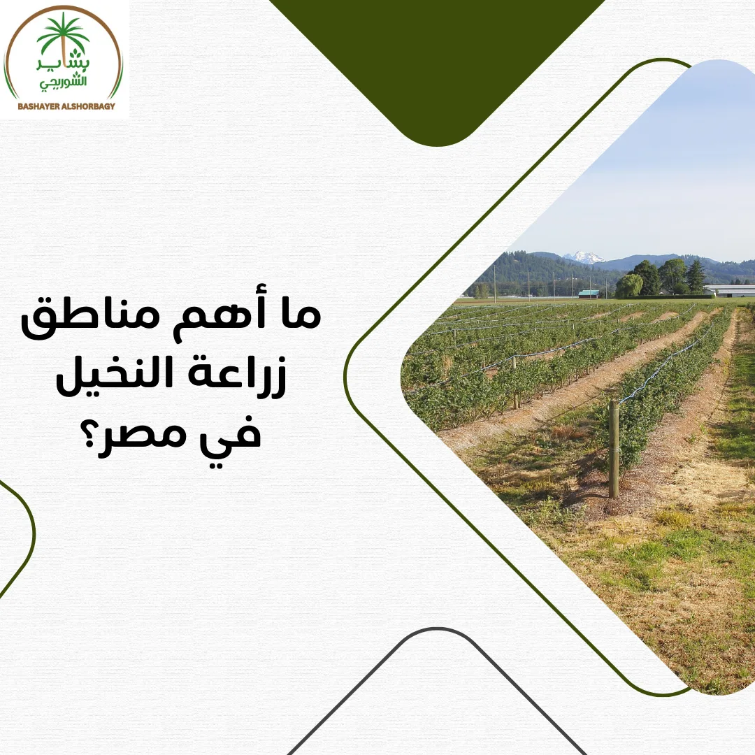 ما أهم مناطق زراعة النخيل في مصر؟