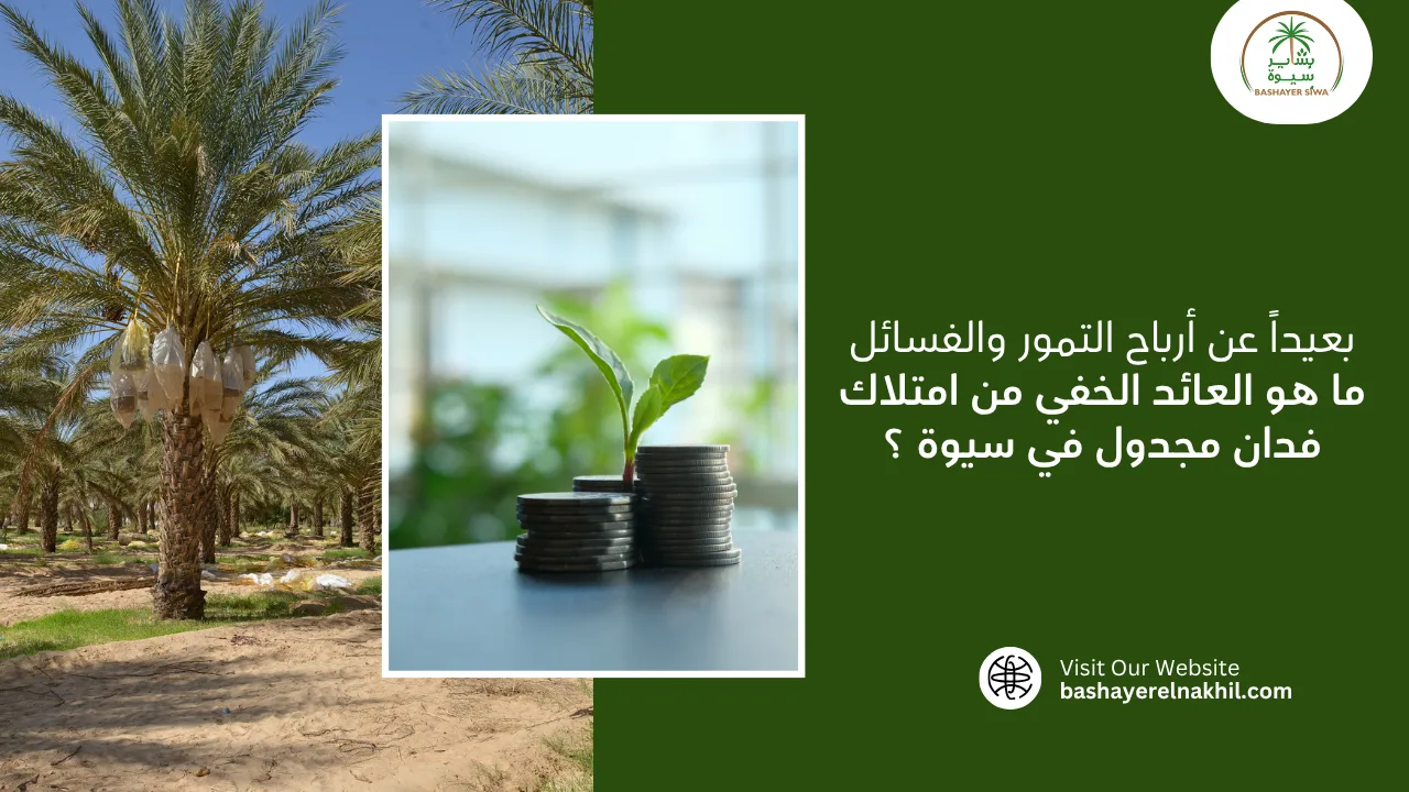 بعيداً عن أرباح التمور والفسائل.. ما هو العائد الخفي من امتلاك فدان مجدول في سيوة ؟