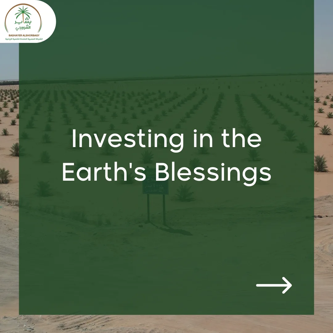 Palm Cultivation with Bashayer El Shorbagy: Investing in the Earth’s Blessings