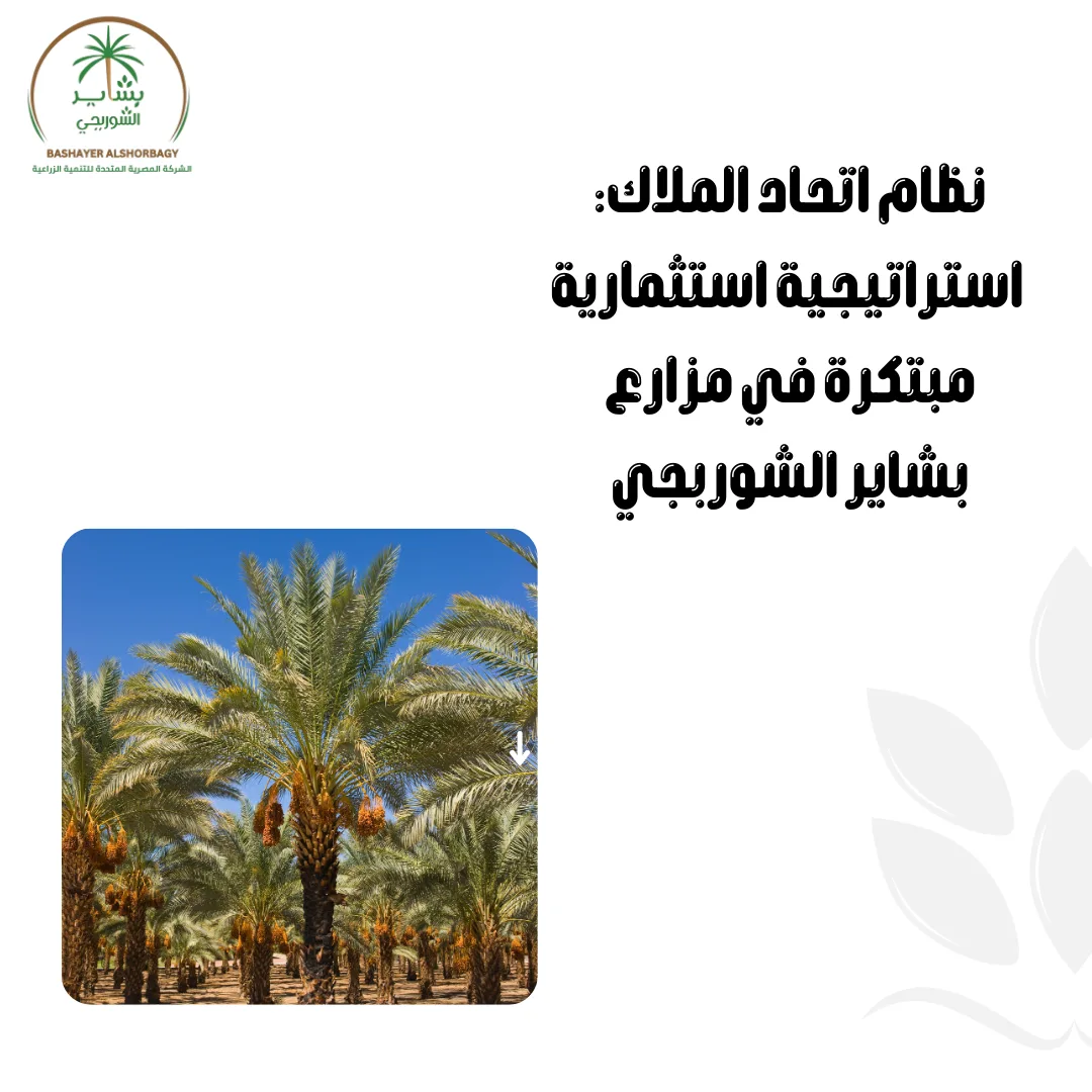 نظام اتحاد الملاك: استراتيجية استثمارية مبتكرة في مزارع بشاير الشوربجي