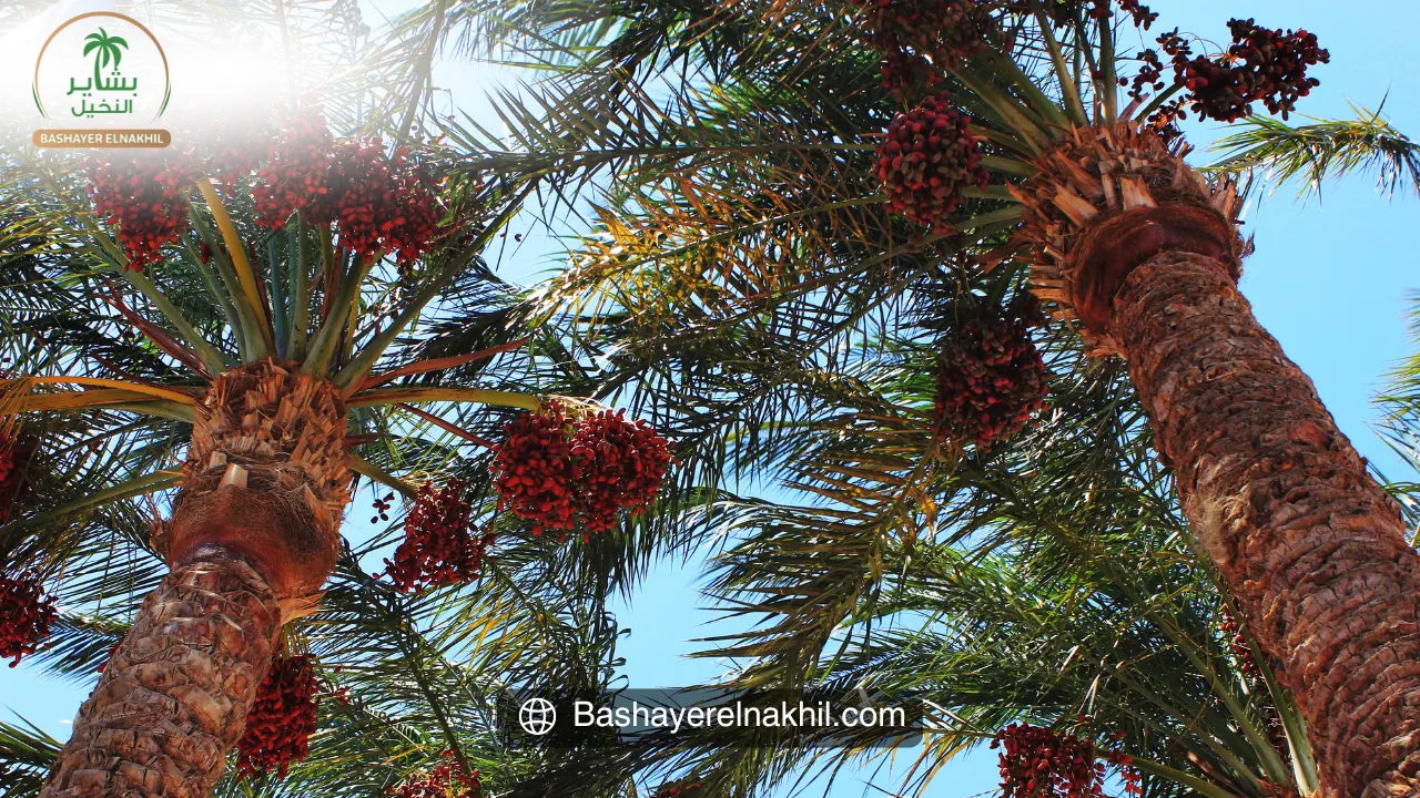Smart Agriculture: How Bashayer El Nakhil Sets a New Standard