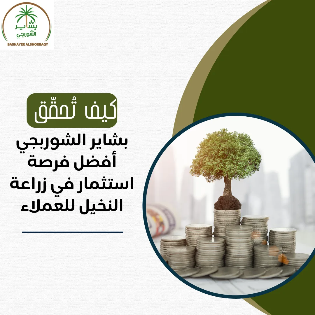 كيف تُحقّق بشاير الشوربجي أفضل فرصة استثمار في زراعة النخيل للعملاء؟