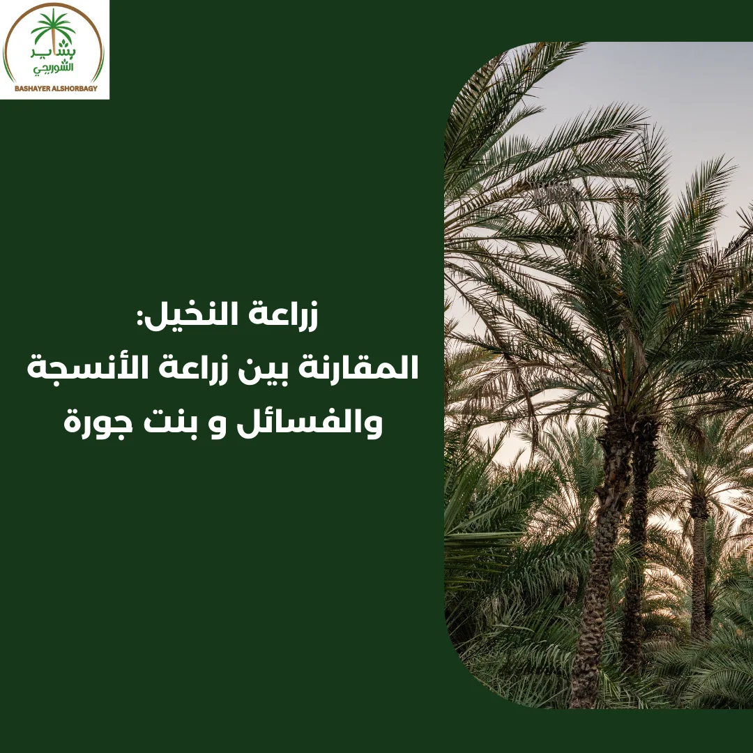 زراعة النخيل: المقارنة بين زراعة الأنسجة والفسائل و بنت جورة