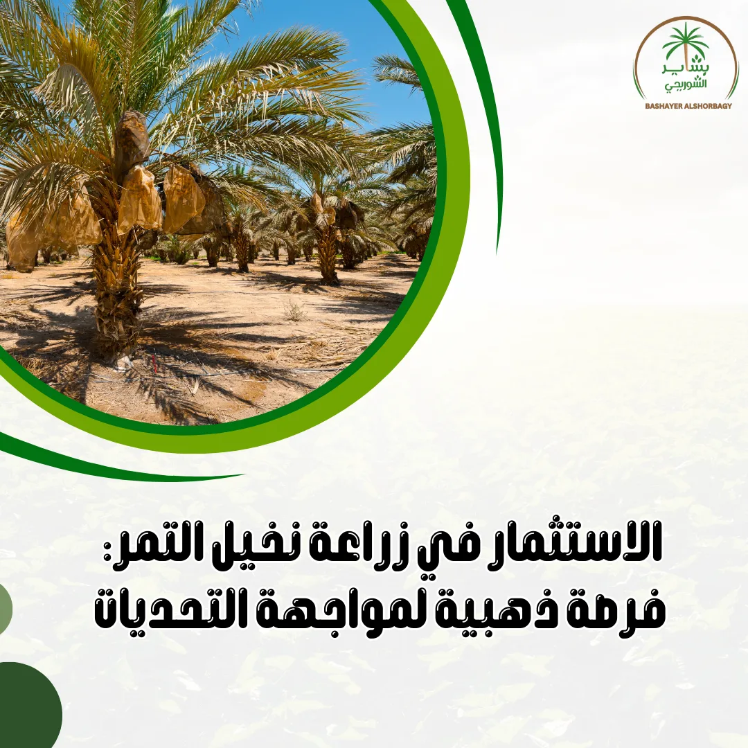 الاستثمار في زراعة نخيل التمر: فرصة ذهبية لمواجهة التحديات
