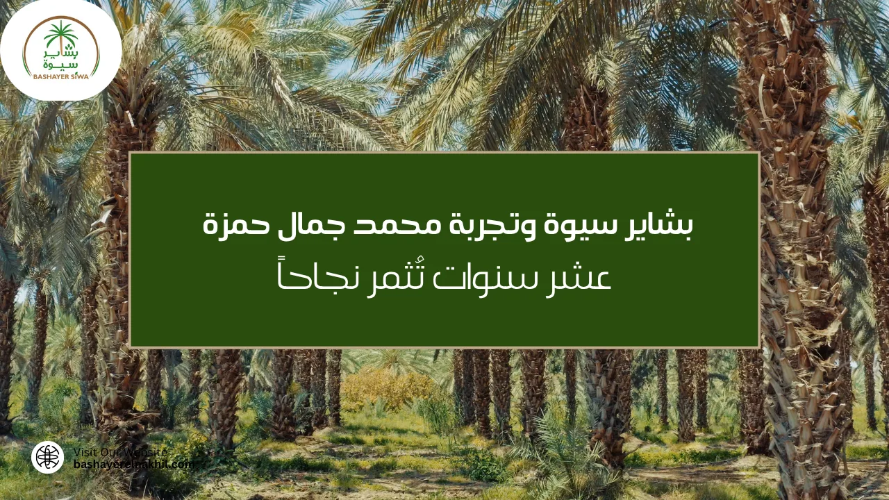 بشاير سيوة وتجربة محمد جمال حمزة.. عشر سنوات تُثمر نجاحاً