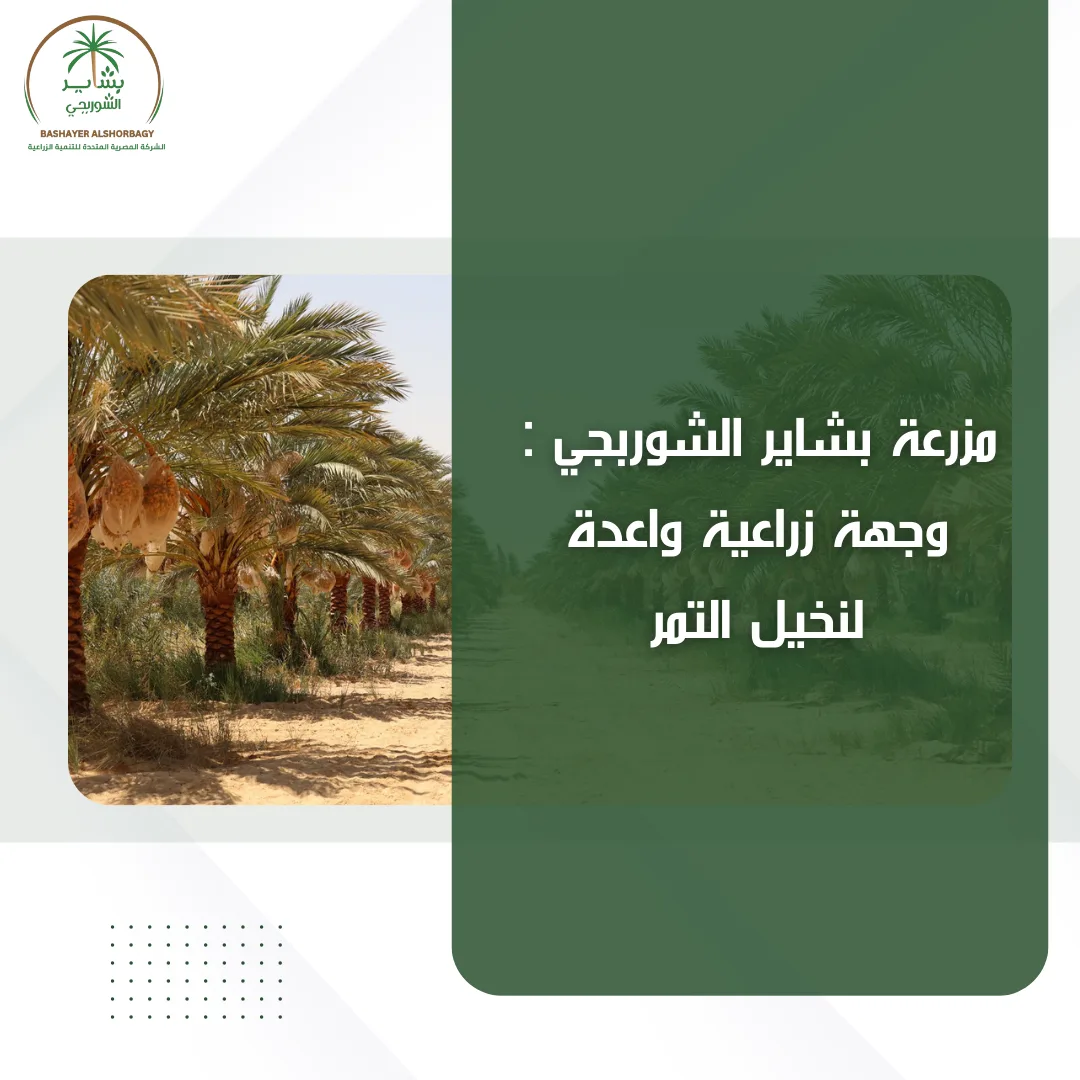 مزرعة بشاير الشوربجي: وجهة زراعية واعدة لنخيل التمر
