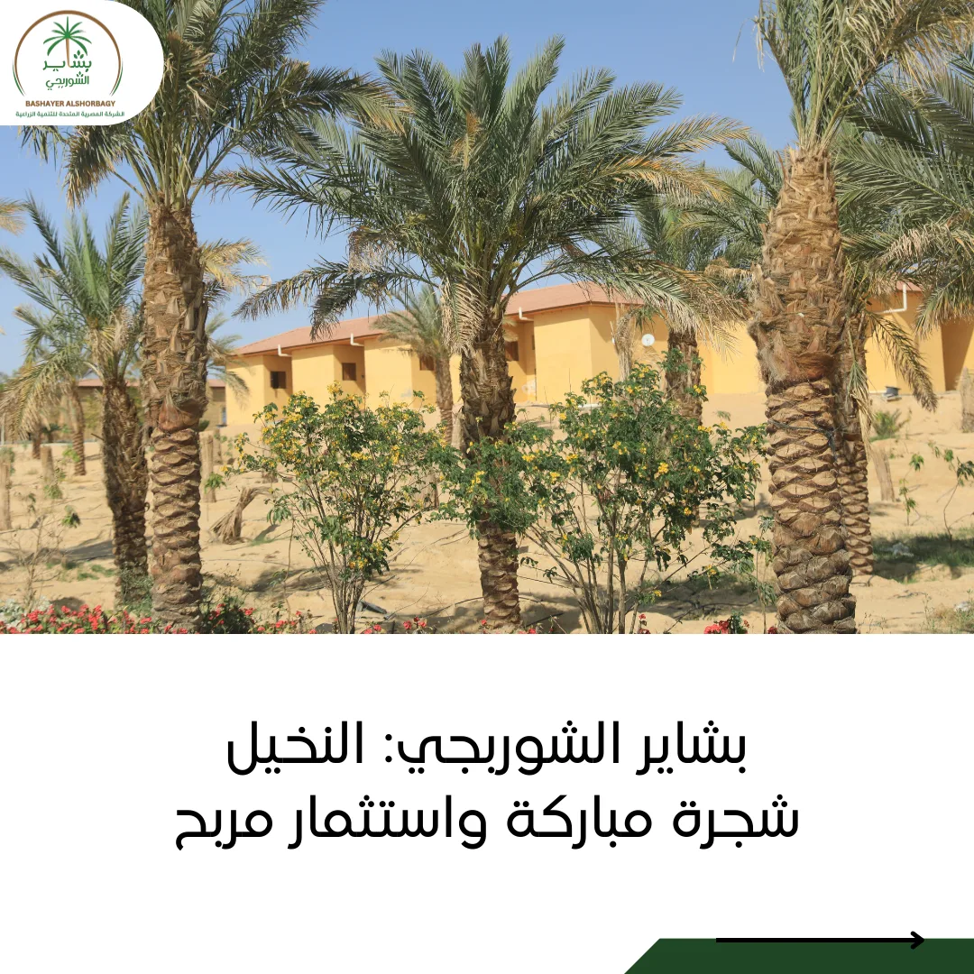 بشاير الشوربجي: النخيل شجرة مباركة واستثمار مربح