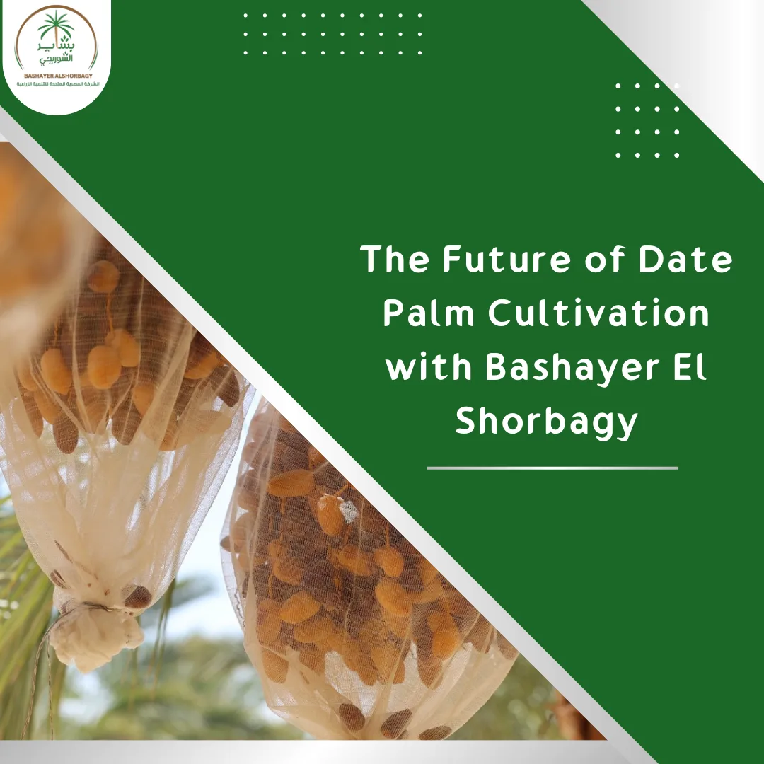 The Future of Date Palm Cultivation with Bashayer El Shorbagy