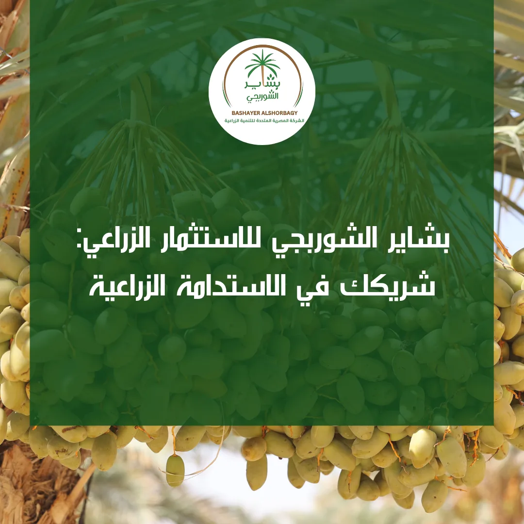بشاير الشوربجي للاستثمار الزراعي: شريكك في الاستدامة الزراعية
