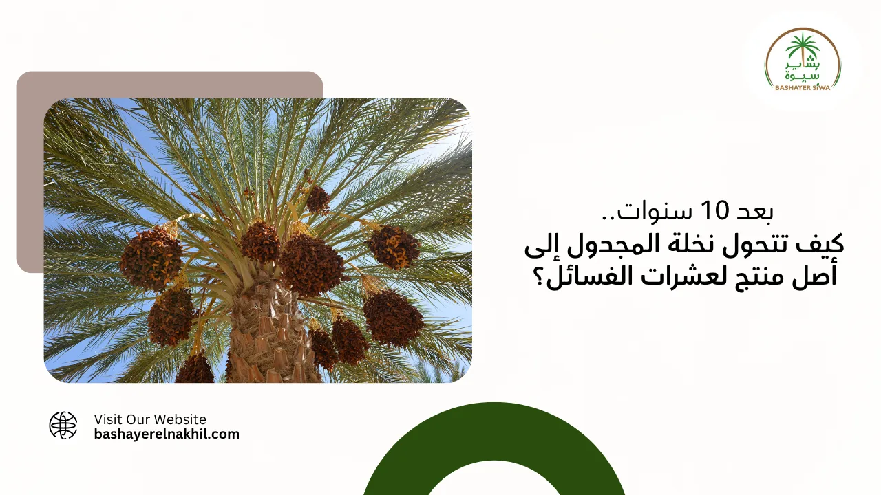 بعد 10 سنوات.. كيف تتحول نخلة المجدول إلى أصل منتج لعشرات الفسائل؟